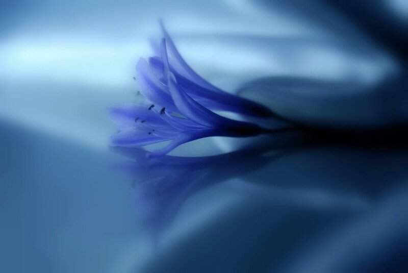 Blue Flower on Surface