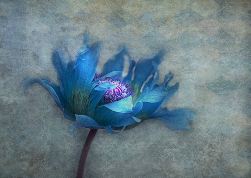 Blue Flower on Textured Background