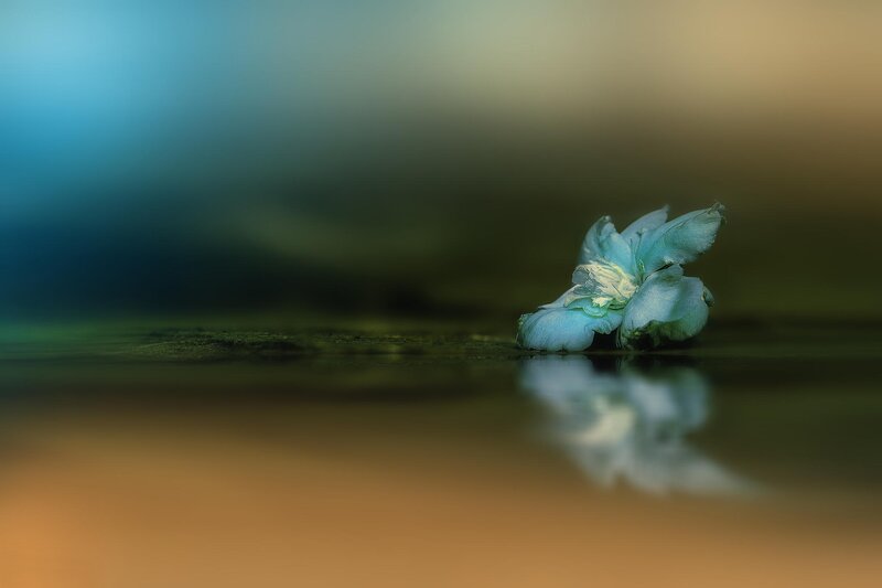 Blue Flower on Water — Serene