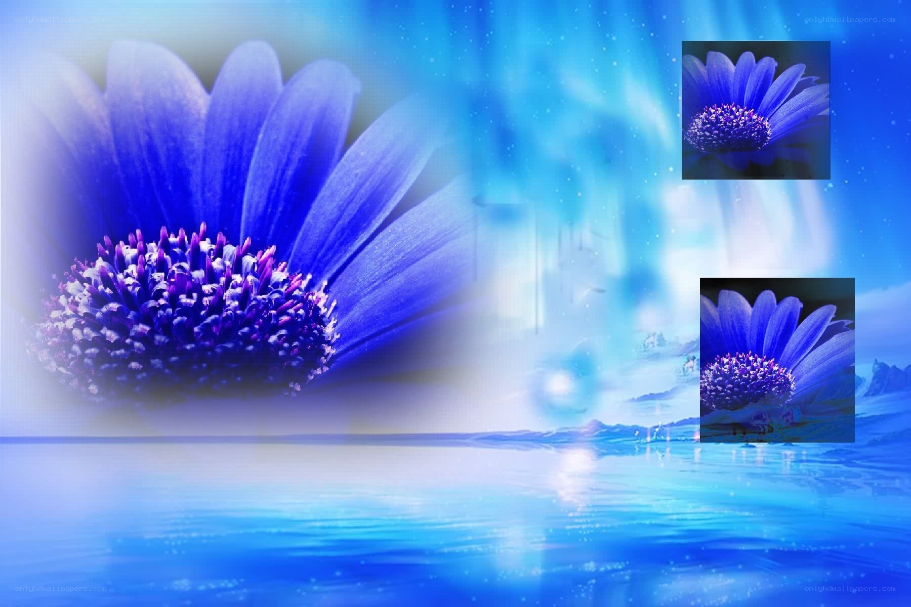 Blue flower on water