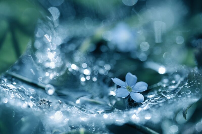 Blue Flower on Wet Leaf