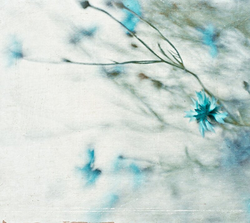 Blue Flower on White Background — Serene