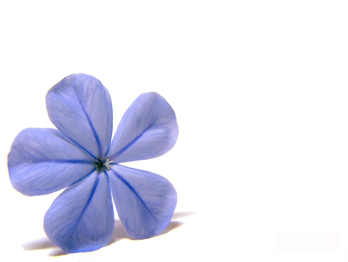 blue flower on white background