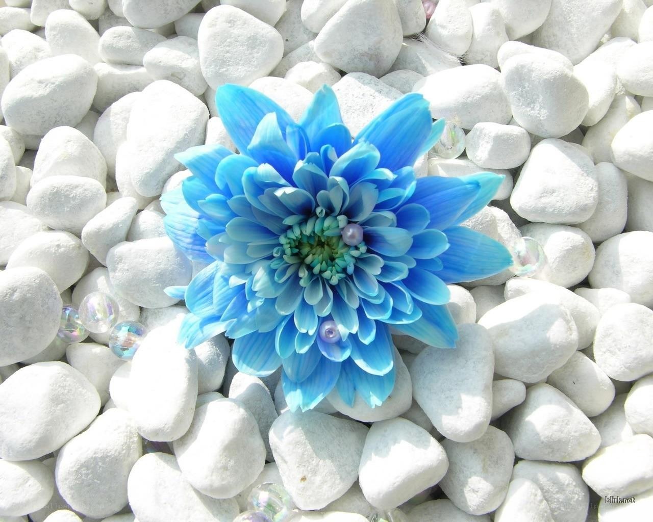 blue flower on white pebbles