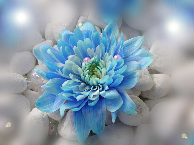 Blue flower on white pebbles