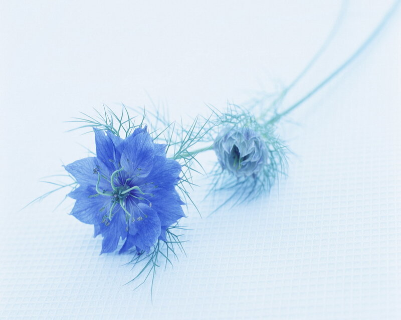 Blue flower on white surface