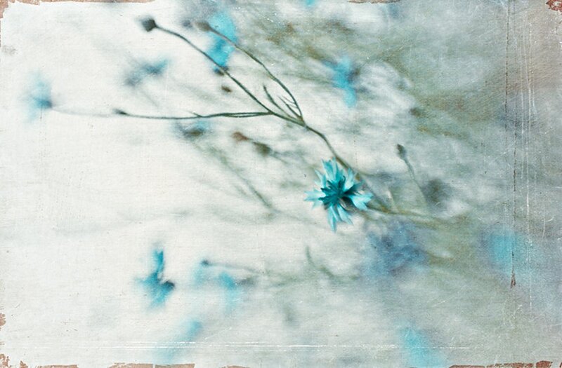 Blue Flower on White