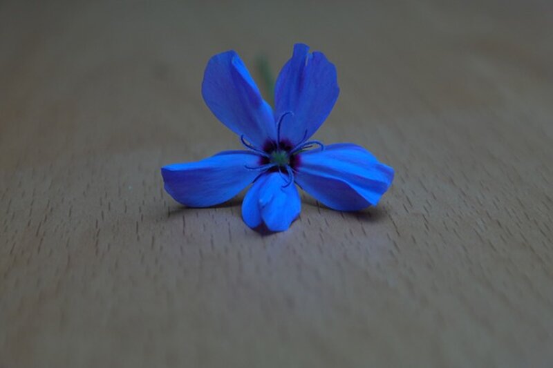 Blue Flower on Wood — Calm