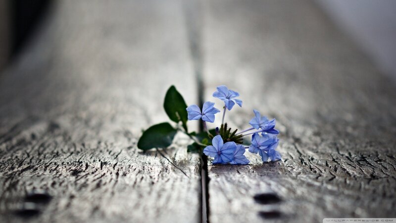 Blue Flower on Wood — Serene, Photograph