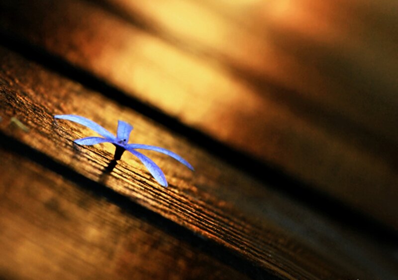 Blue Flower on Wood — Serene