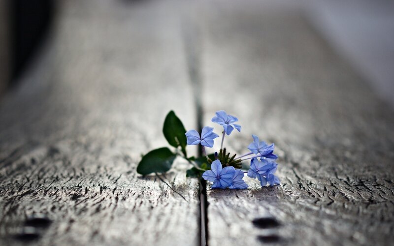 Blue Flower on Wood