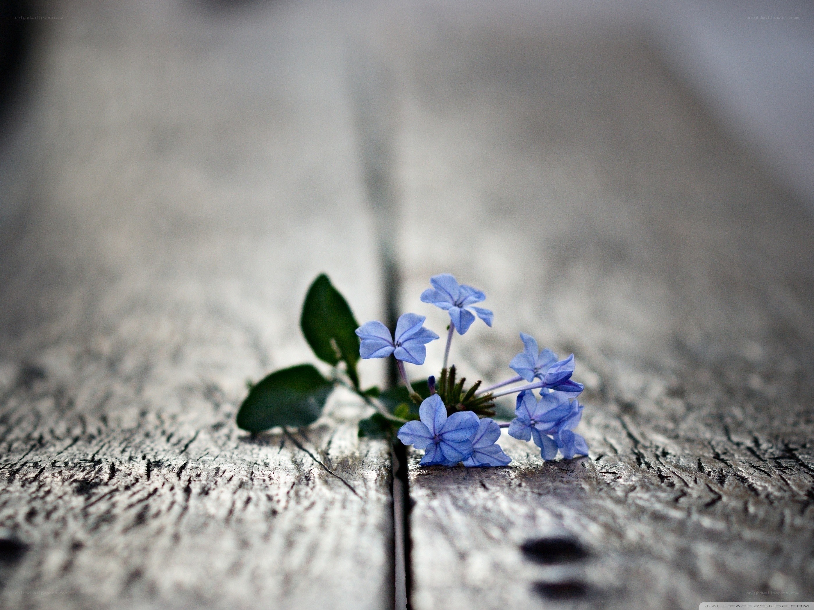Blue flower on wooden surface