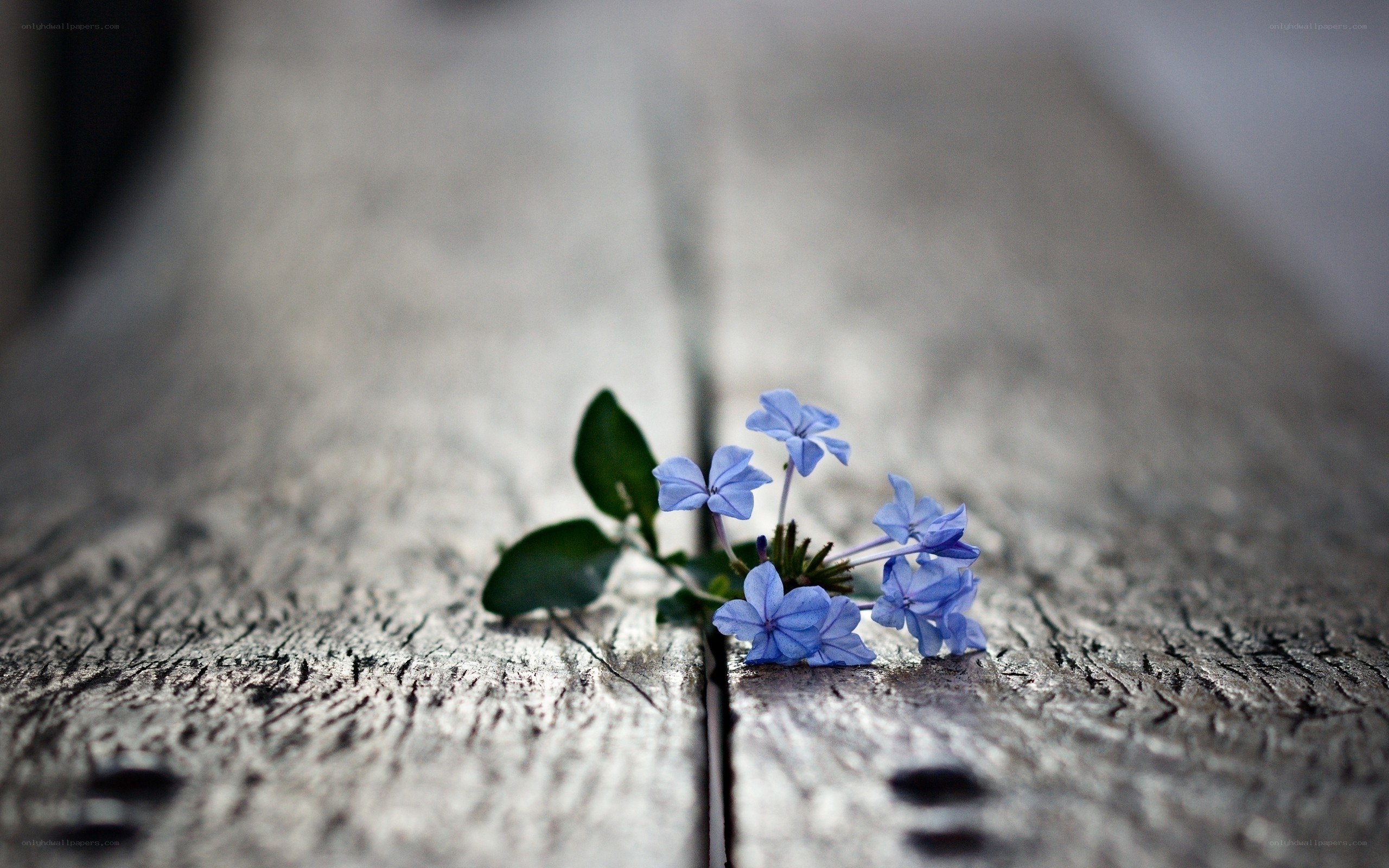 Blue flower on wooden surface
