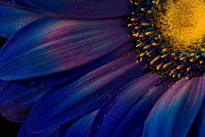 Blue Flower Petal — Dramatic