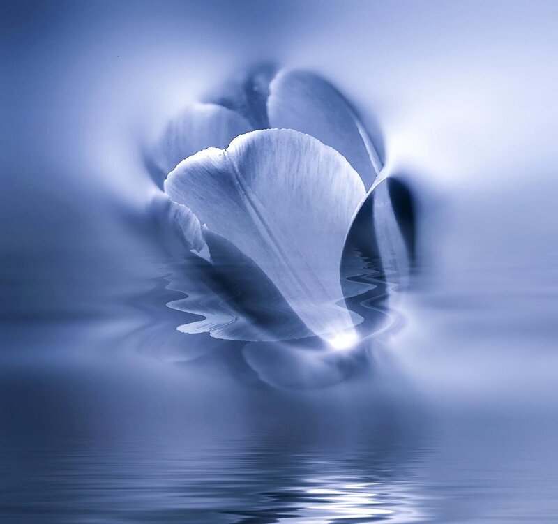 Blue Flower Petal — Serene, Digital Art