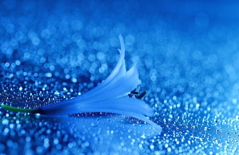 Blue Flower Petal — Serene, Photograph, Droplets