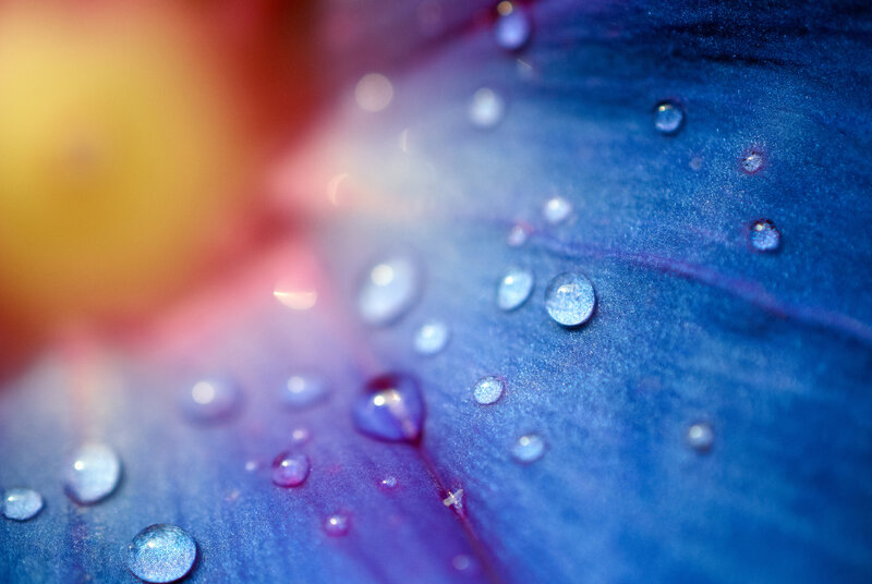 Blue Flower Petal — Serene, Photograph
