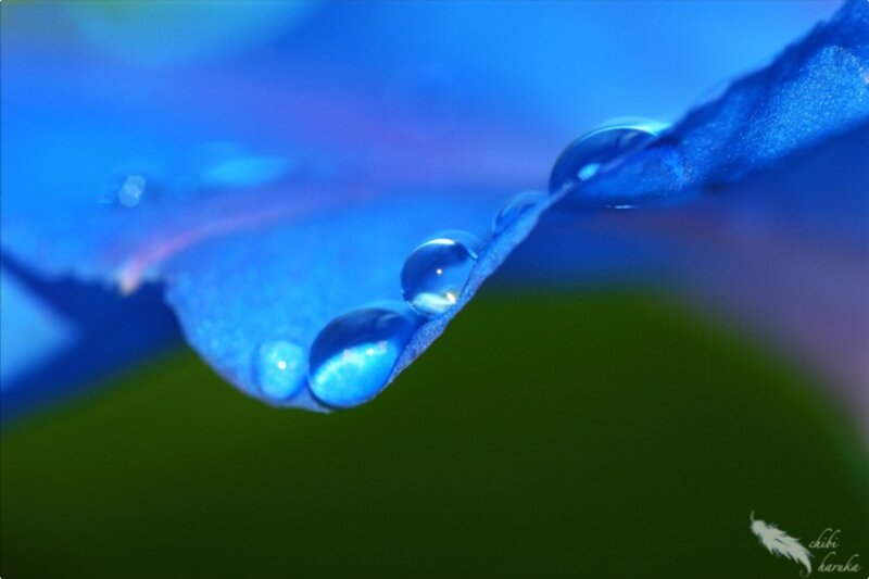 Blue Flower Petal — Serene, Photograph, Water Droplet