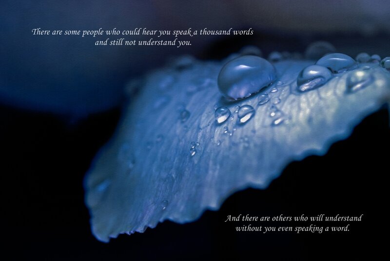 Blue Flower Petal — Serene