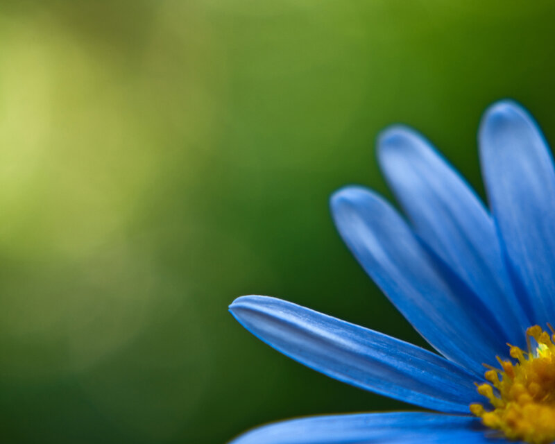 Blue Flower Petal