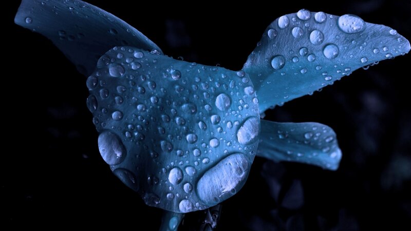 Blue Flower Petals — Dramatic, Night