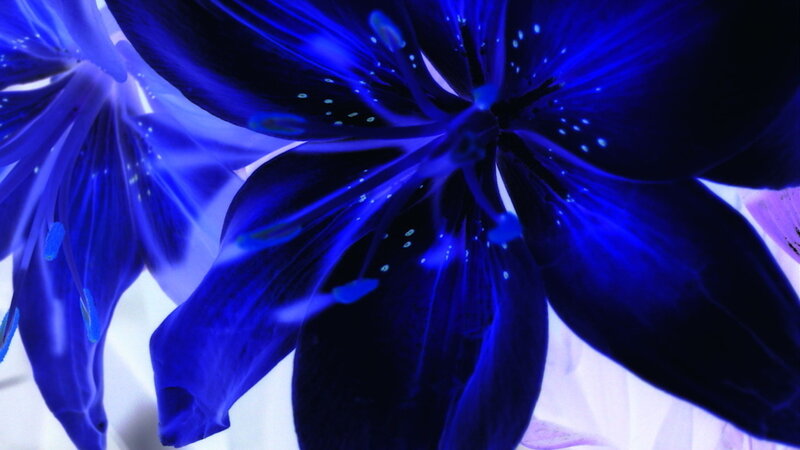 Blue Flower Petals — Dramatic