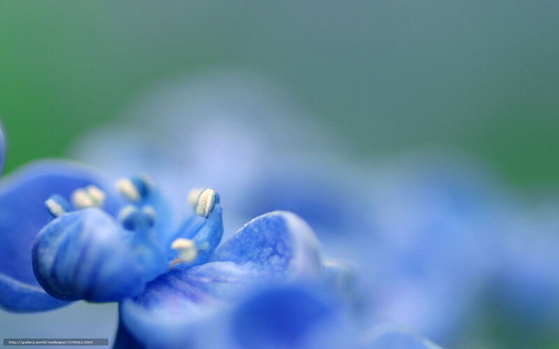 Blue Flower Petals — Serene, Photograph, Stamen
