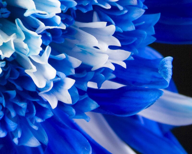 Blue Flower Petals — Serene, Photograph