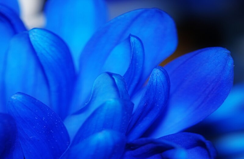 Blue Flower Petals — Serene