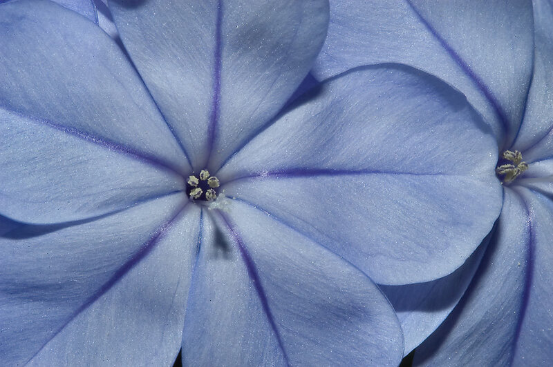 Blue Flower Petals