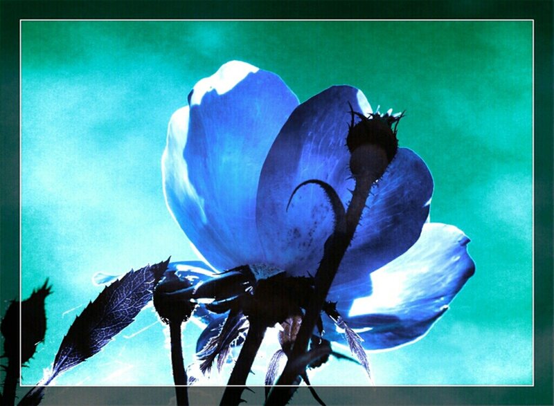 Blue Flower Silhouette