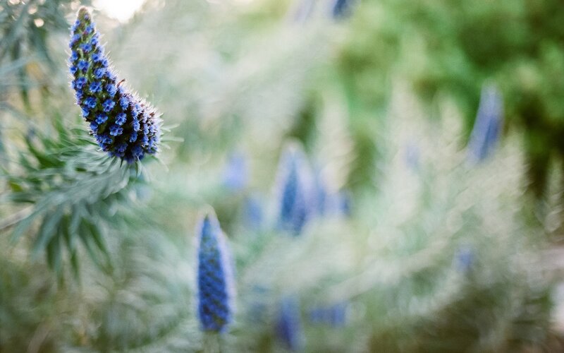 Blue Flower Spike — Serene, Afternoon