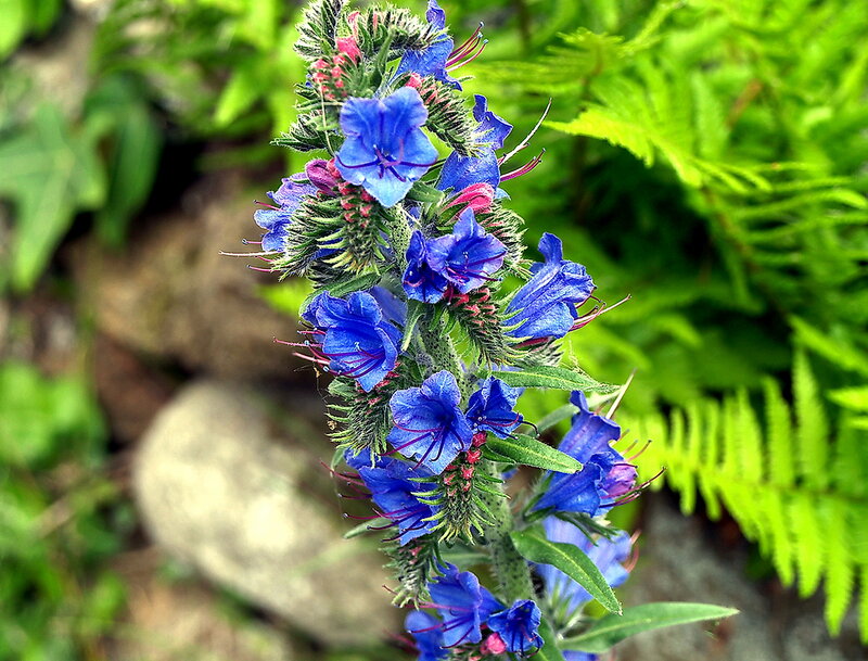 Blue Flower Spike