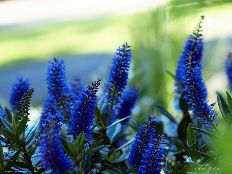 Blue Flower Spikes — Serene, Afternoon, Photograph