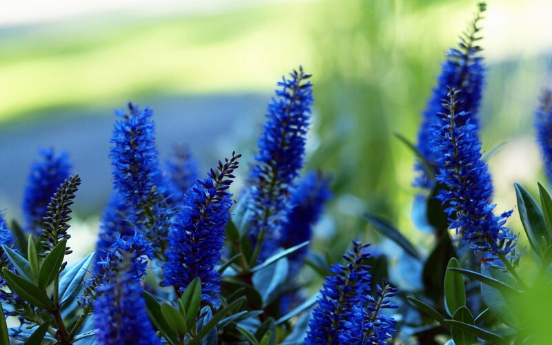 Blue Flower Spikes — Serene, Afternoon