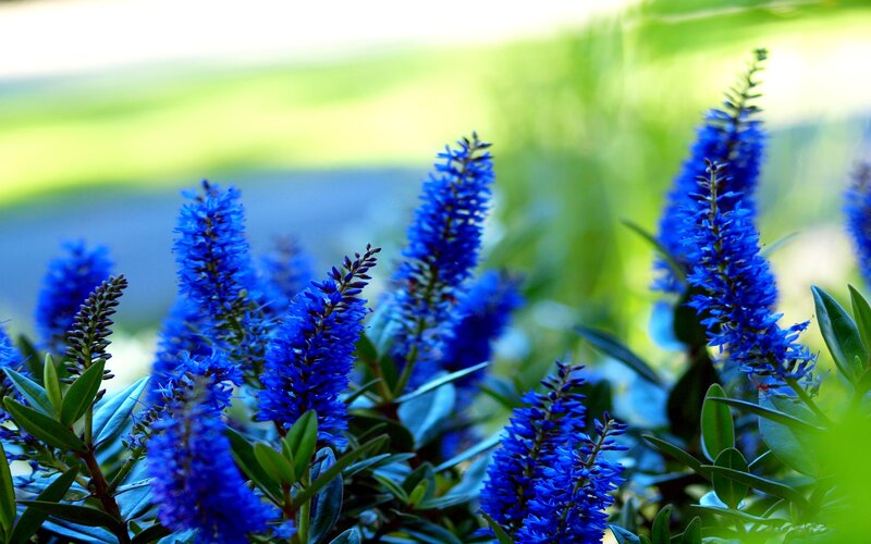 Blue Flower Spikes — Serene