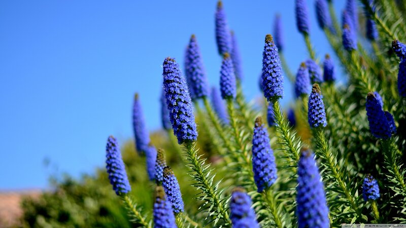 Blue Flower Spikes