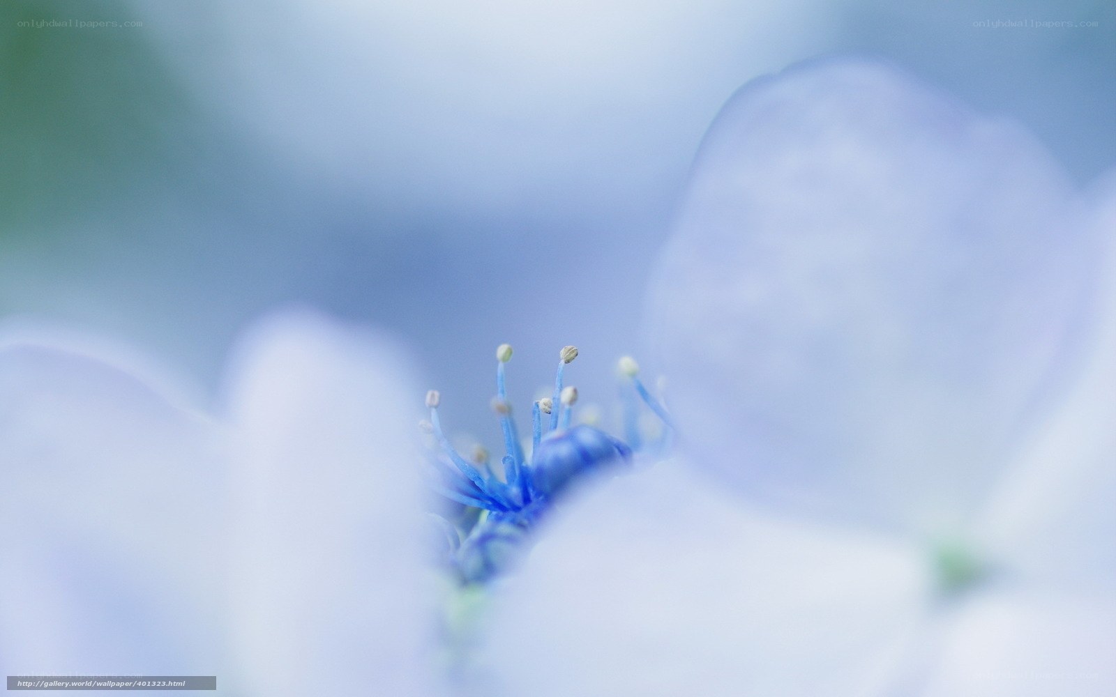 blue flower stamen close-up