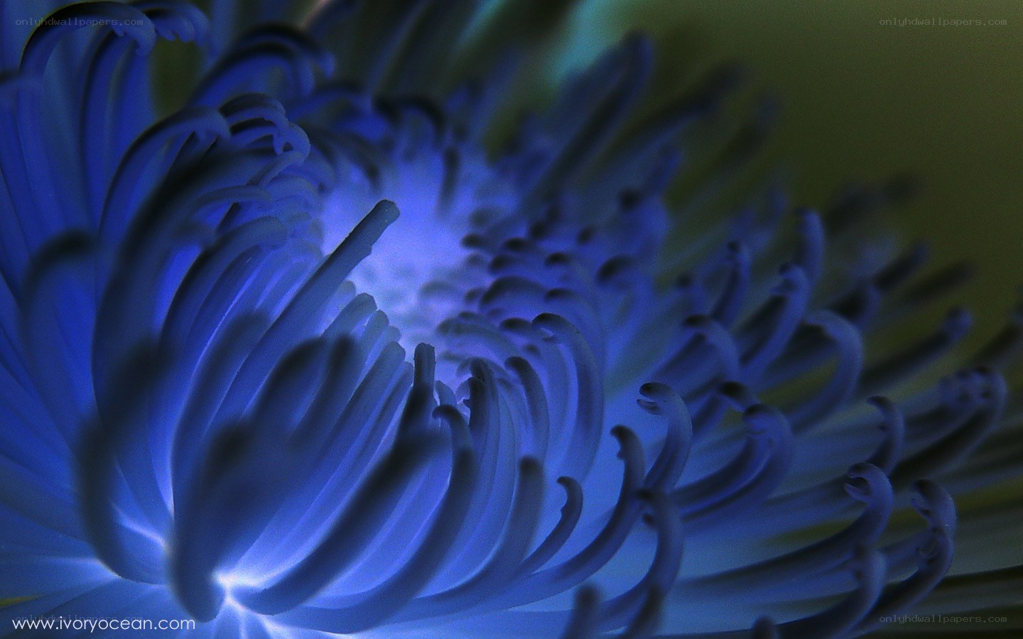 blue flower stamen close-up