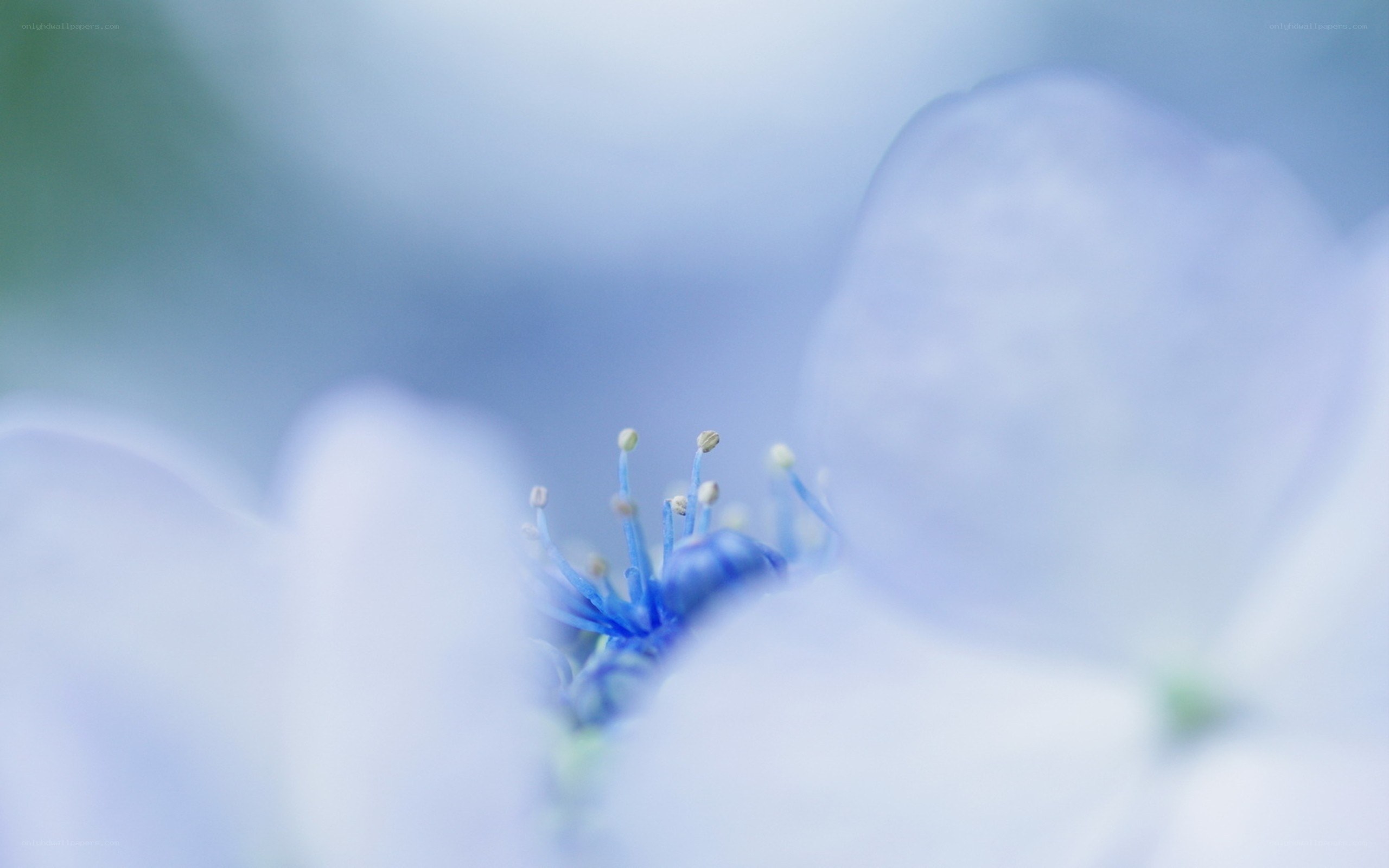 blue flower stamen close-up