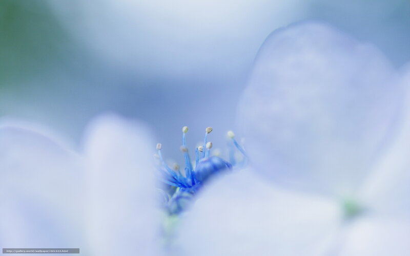 Blue Flower Stamen