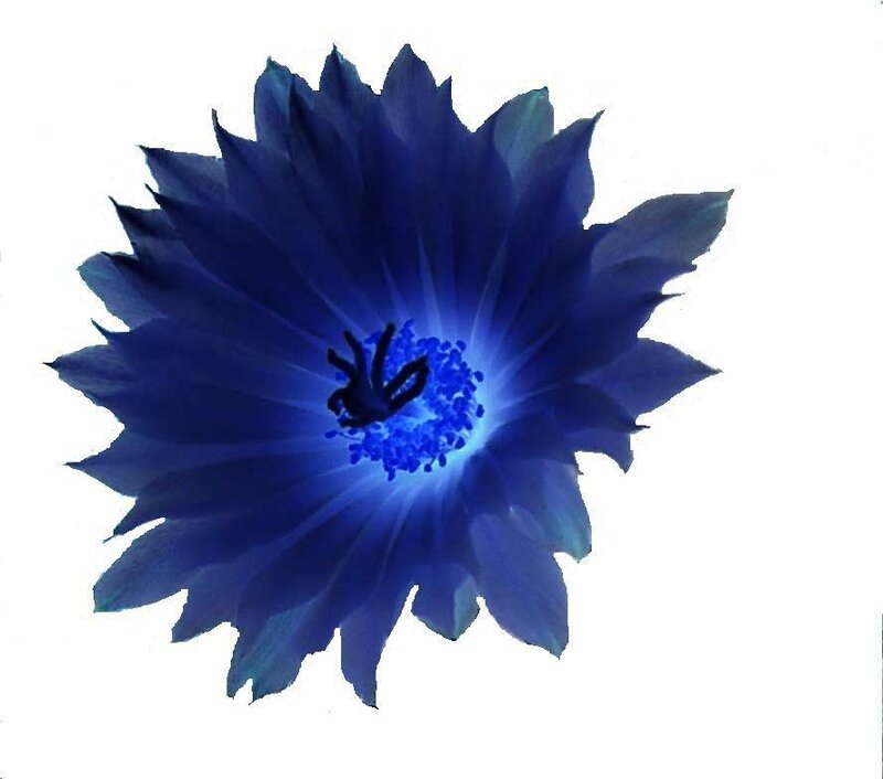 Blue Flower