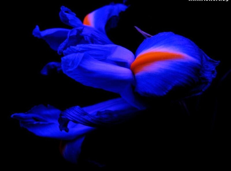 blue flower under black light