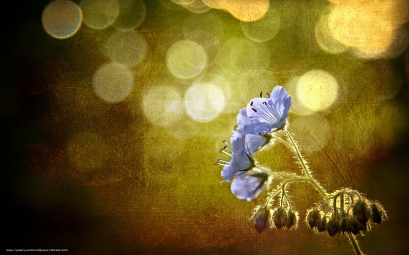 Blue flower with bokeh background