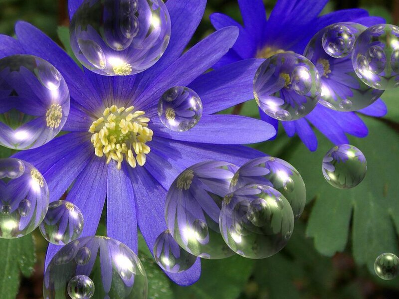 Blue Flower with Bubbles