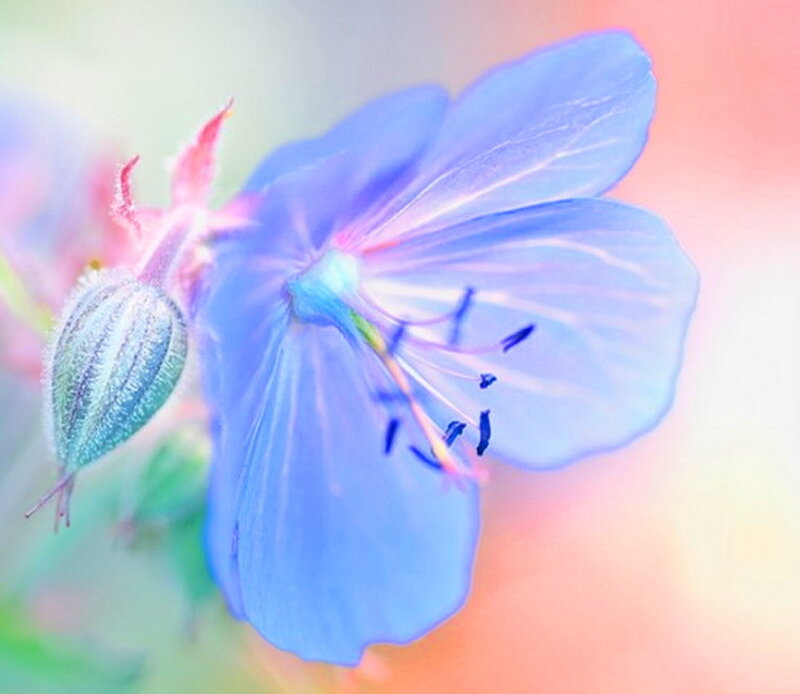 Blue Flower with Bud