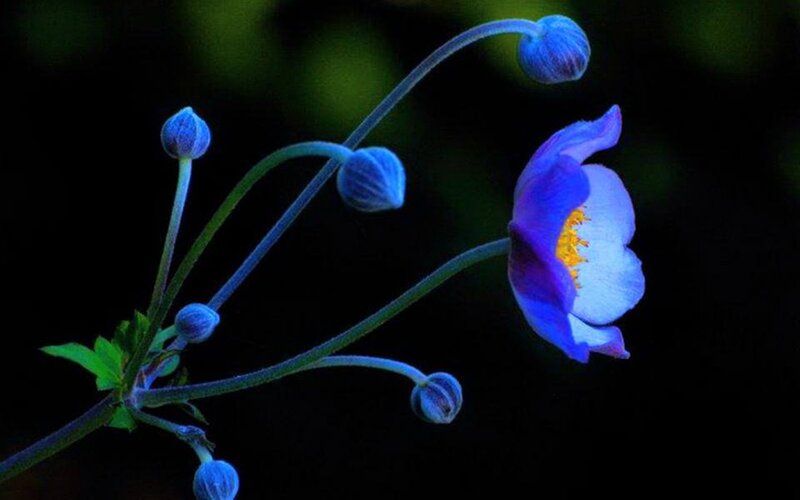 Blue Flower with Buds — Dramatic