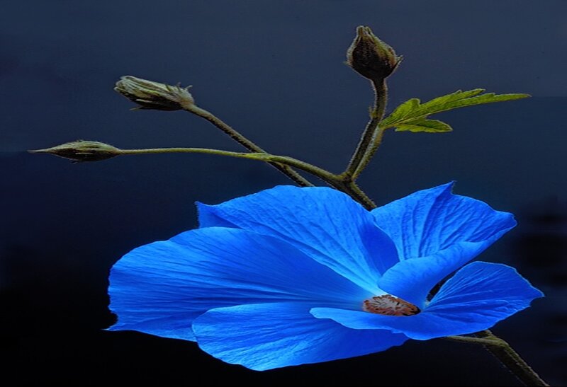 Blue Flower with Buds