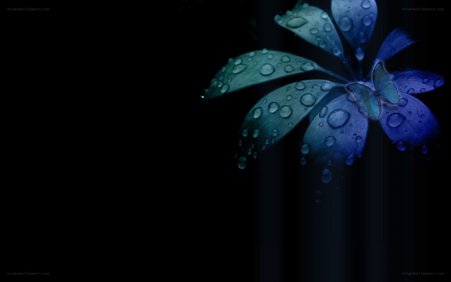 blue flower with butterfly