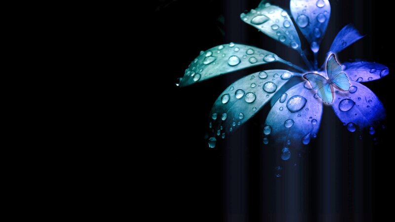 Blue Flower with Butterfly — Serene, Night